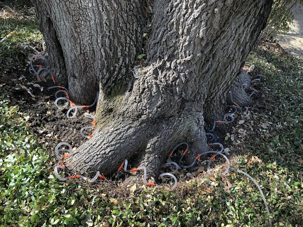 Detailed Tree Cabling and Bracing job site in Hunters