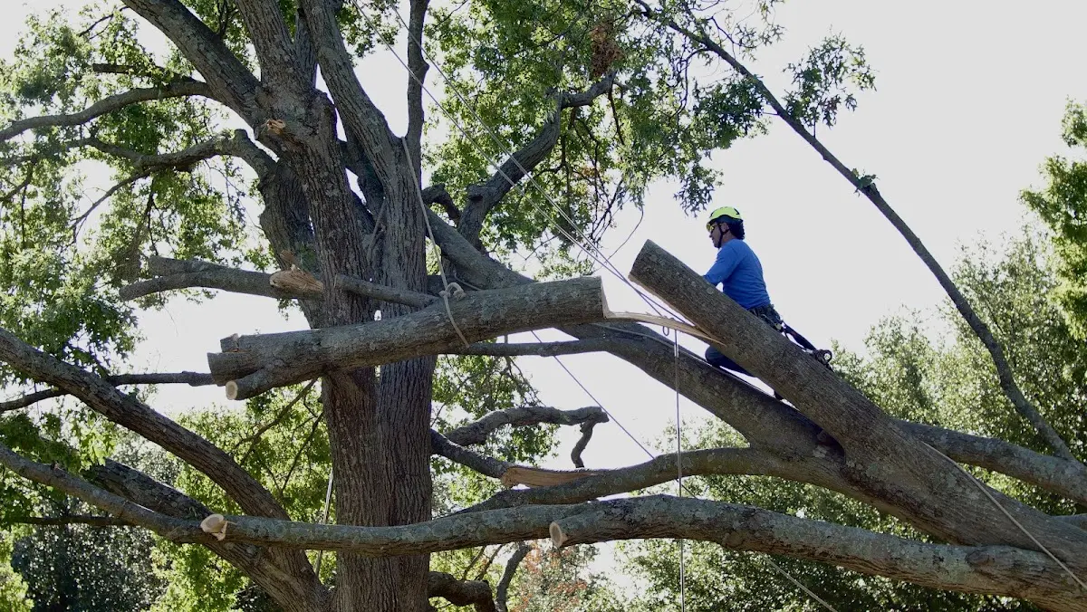 Professional Hazardous Tree Removal performed by certified arborists in Hunters