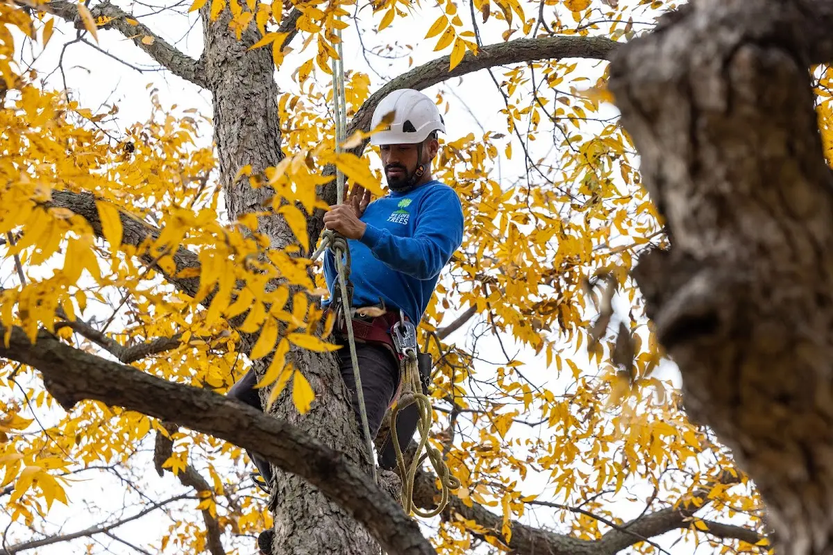 Skilled Tree Pruning crew working in Hunters